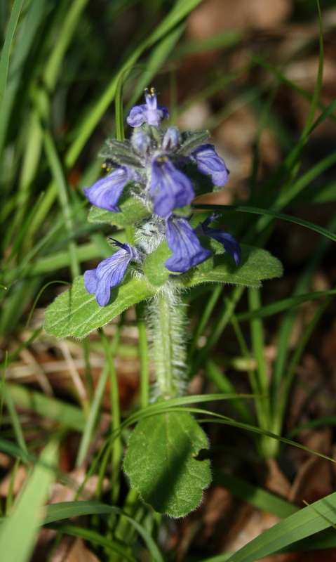 Bugle (Ajuga sp.) (Aujuga reptans ou Ajuga genevensis ?)