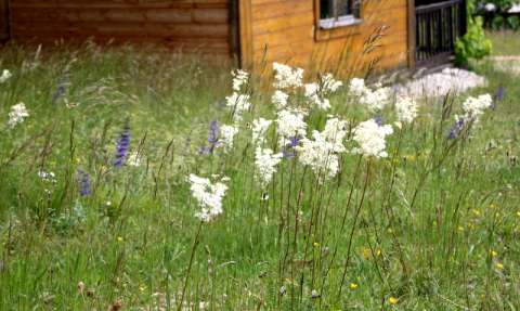 Spirée filipendule (Filipendula vulgaris). C'est la fausse Reine des prés, mais moi, je l'adore quand même